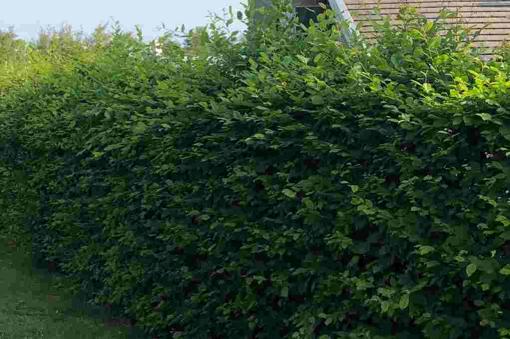 Häckklippning Tullinge