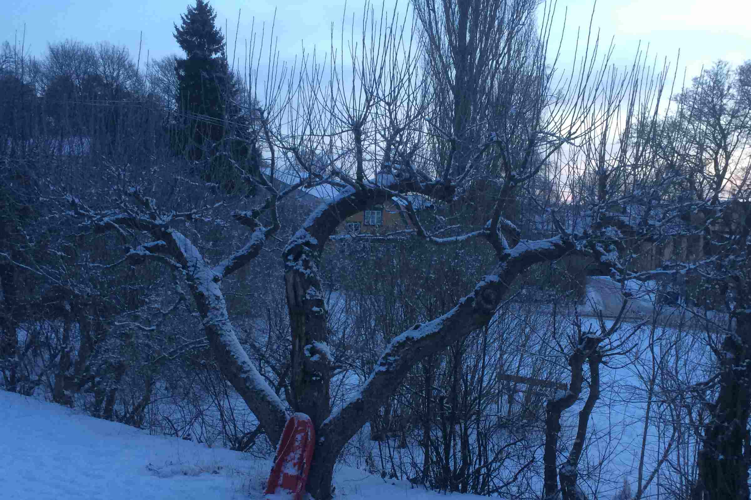 Trädbeskärning Tullinge äppelträd